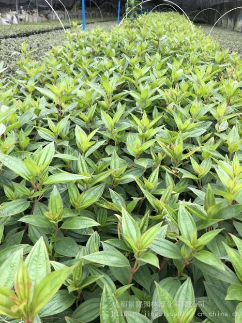 巴西野牡丹工程苗自产自销批发 茂繁技术与繁叶青翠栽培要点