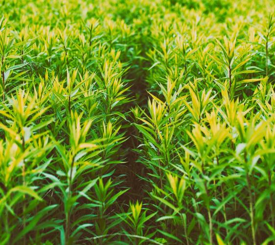 枝繁叶茂与茂繁技术 企业人才培养的双关智慧