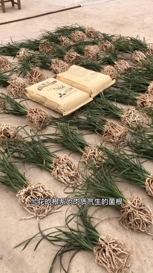 兰花植料选对路，自然叶茂花繁——茂繁技术全解析