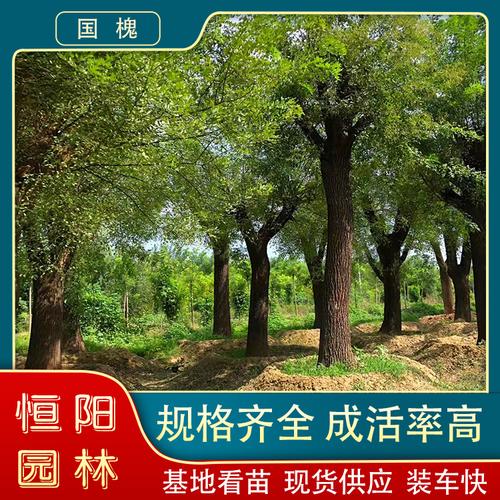 国槐枝繁叶茂的秘密 茂繁技术全解析与优惠指南