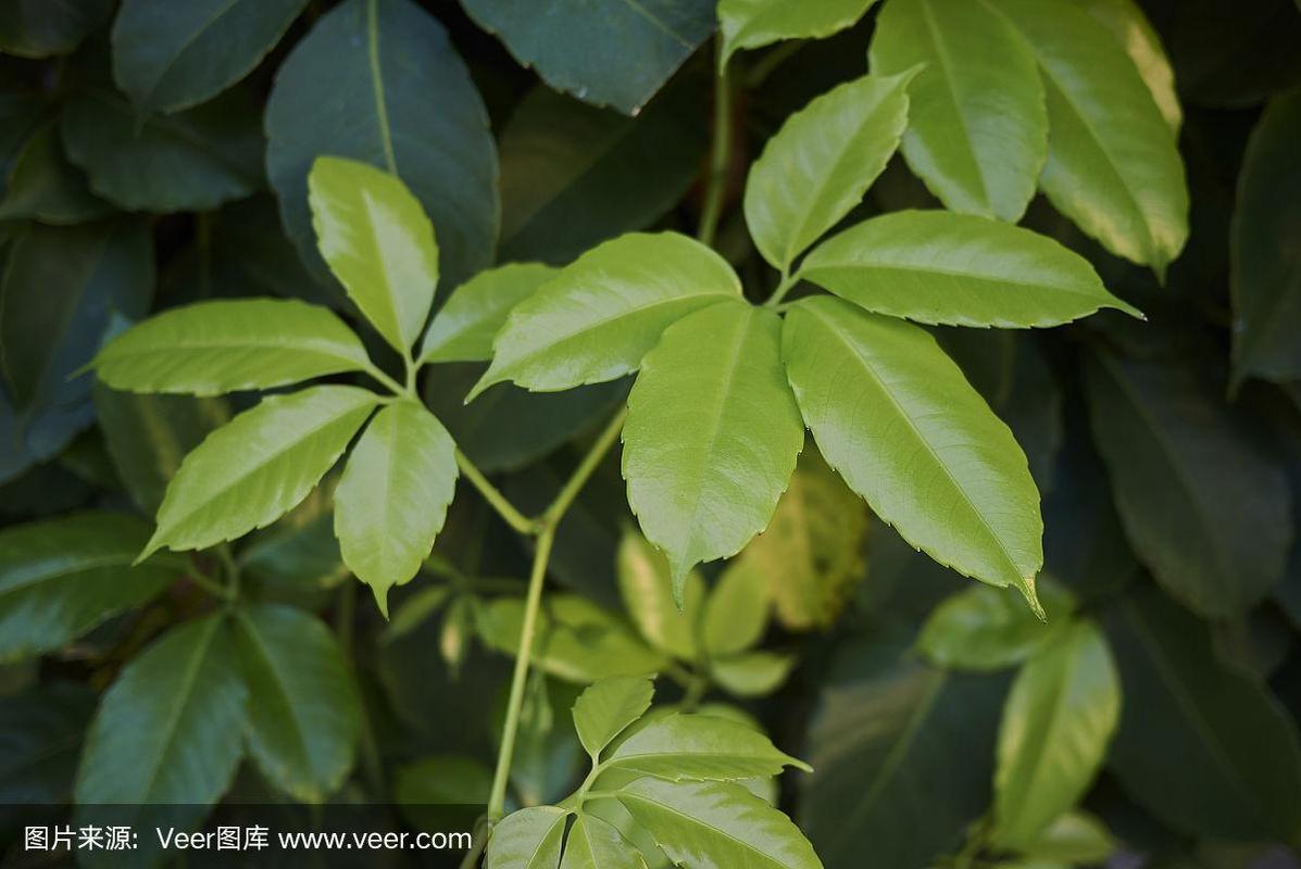 蔓繁技术 在清新环境中重构枝繁叶茂的纹理诗意