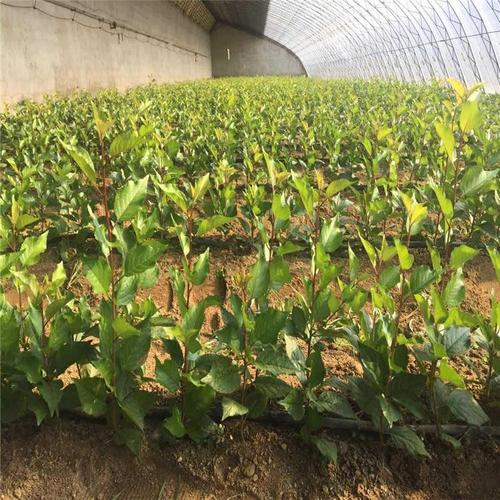 枝繁叶茂美早樱桃苗与拉宾斯樱桃树苗供应——炳田新品种樱桃苗茂繁技术解析