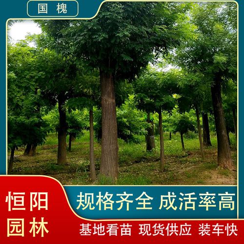 精品国槐 枝繁叶茂、价格亲民与茂繁技术全解析
