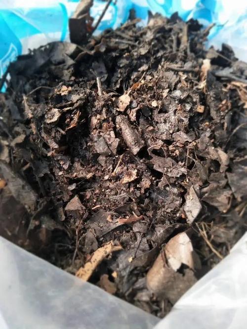养花没有肥？用这3种料，轻松变成有机肥，花草长得壮，花繁叶茂