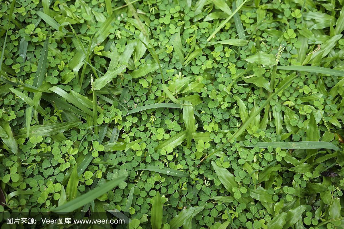 绿意留白 草纹之美与茂繁技术的融合