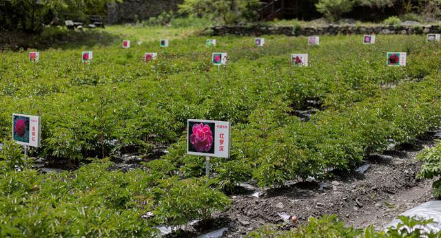 百亩芍药含苞待放 青白江援建九龙县中藏药研究基地叶茂花繁