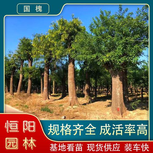 国槐报价 枝繁叶茂 品质好-搜了网