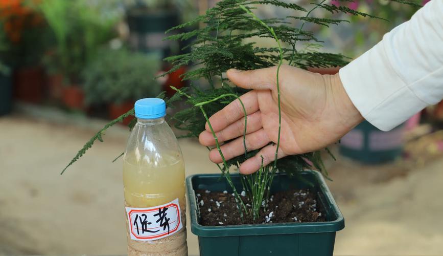 想要春季的文竹枝繁叶茂